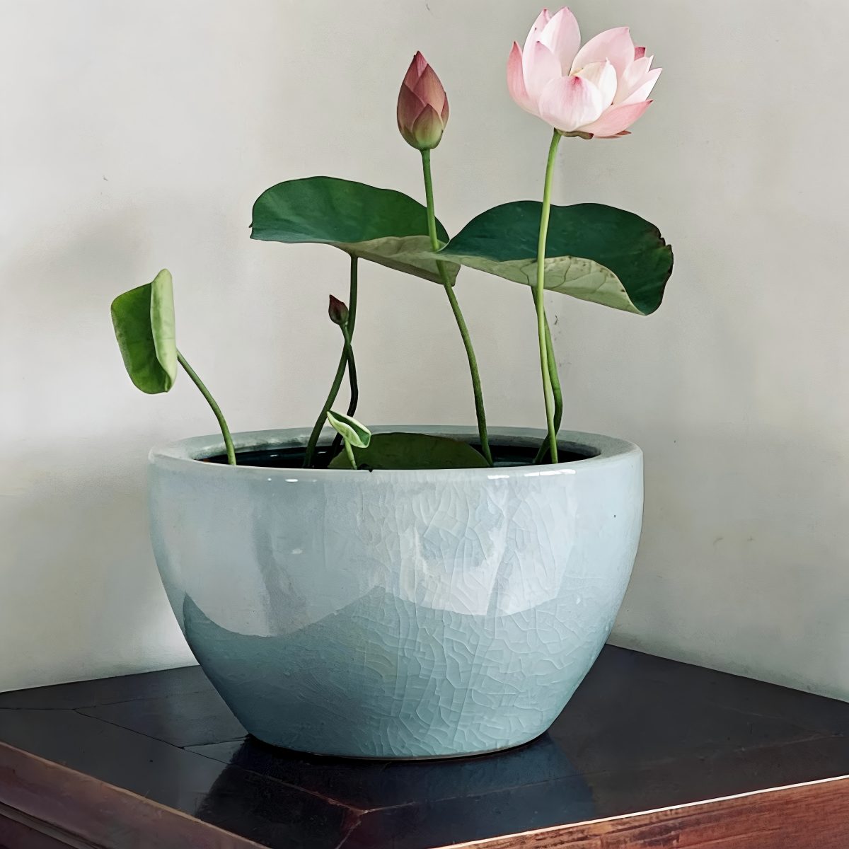Bowl Lotus Seeds