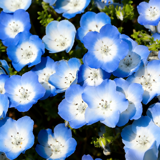 Baby Blue Eyes Seeds