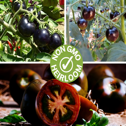 Black Pearl Cherry Tomato Seeds(Non-GMO Heirloom)