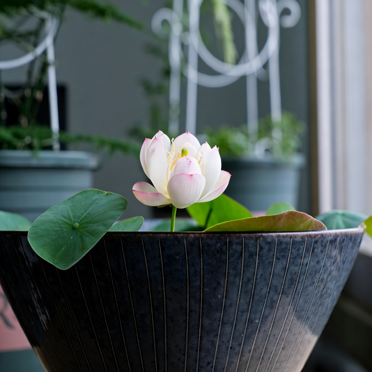 Bowl Lotus Seeds