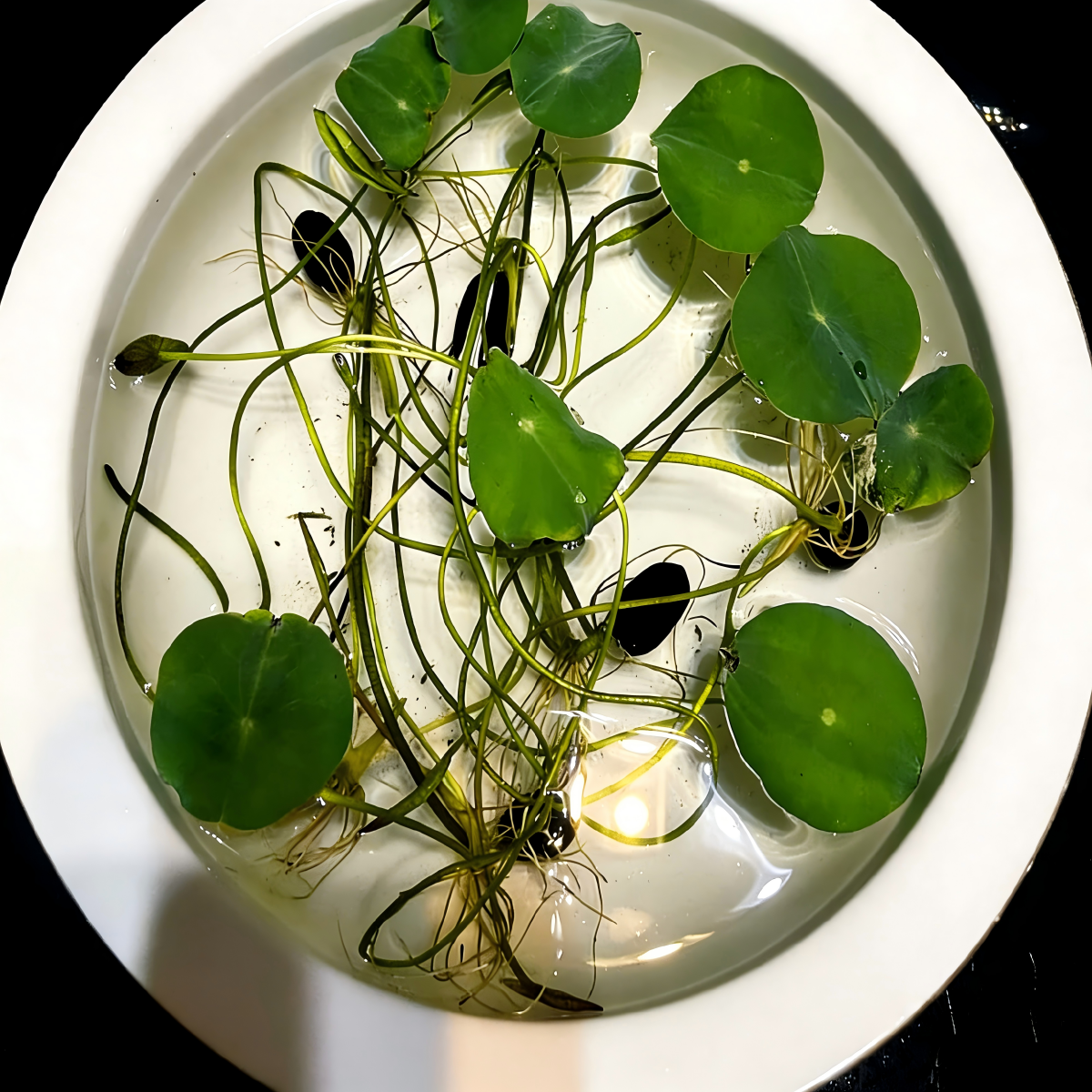 Bowl Lotus Seeds