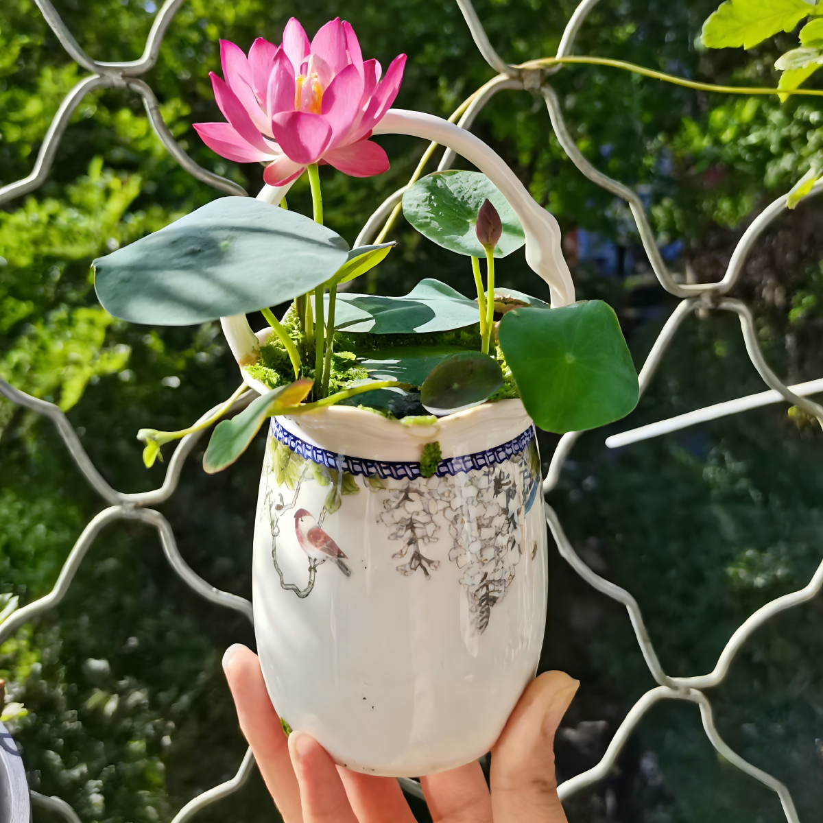 Bowl Lotus Seeds