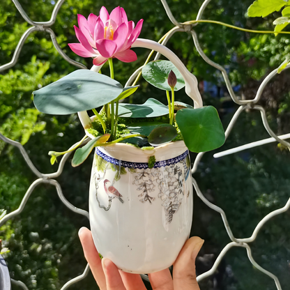 Bowl Lotus Seeds