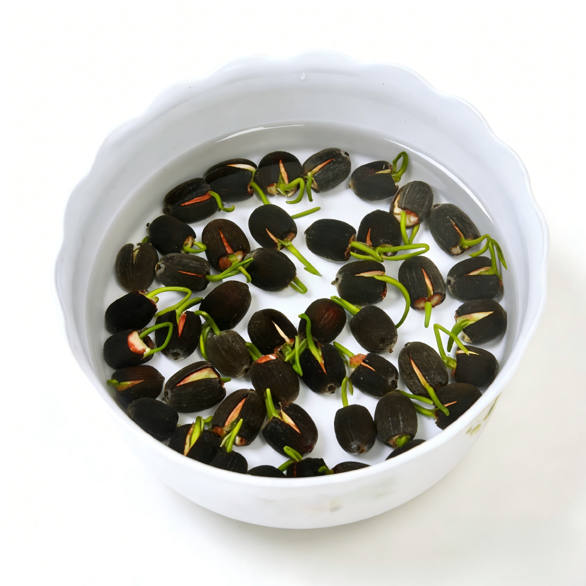 Bowl Lotus Seeds