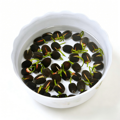 Bowl Lotus Seeds