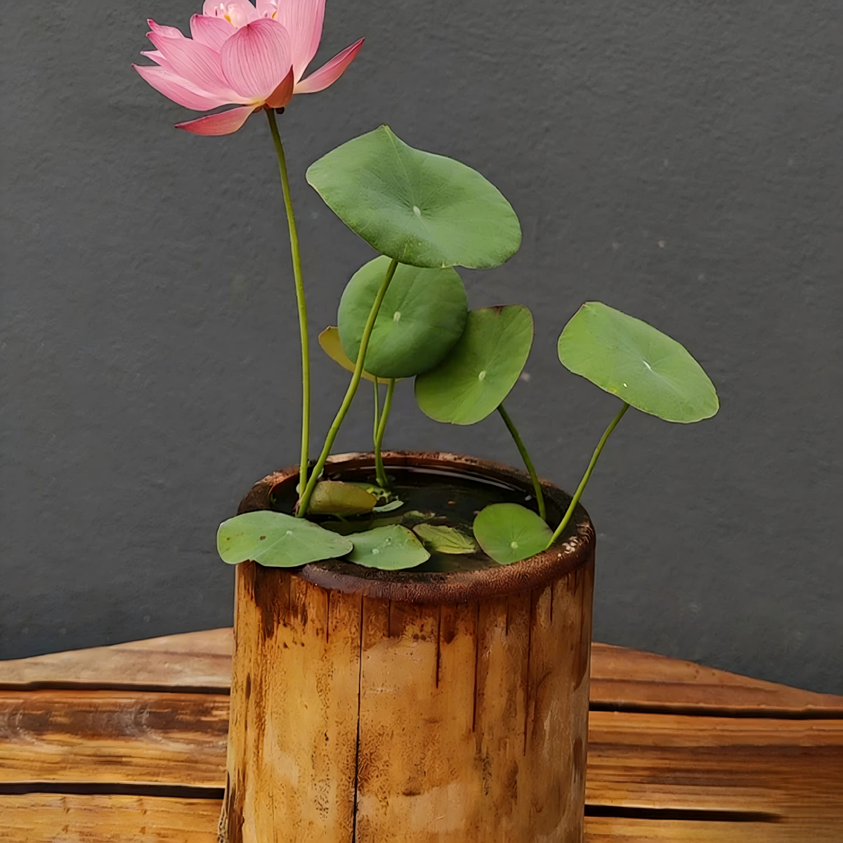 Bowl Lotus Seeds