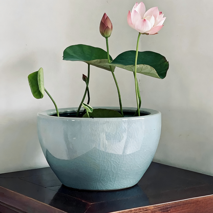 Bowl Lotus Seeds