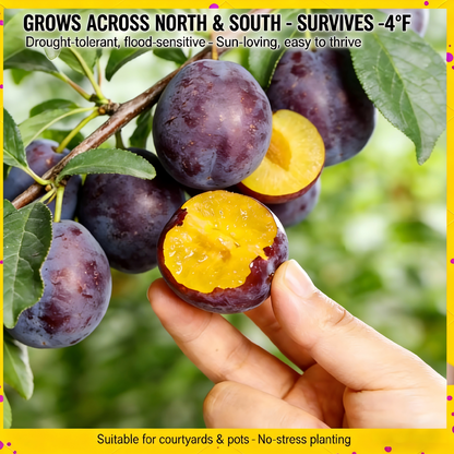 Heirloom Non-GMO Grafted Plum Tree Saplings