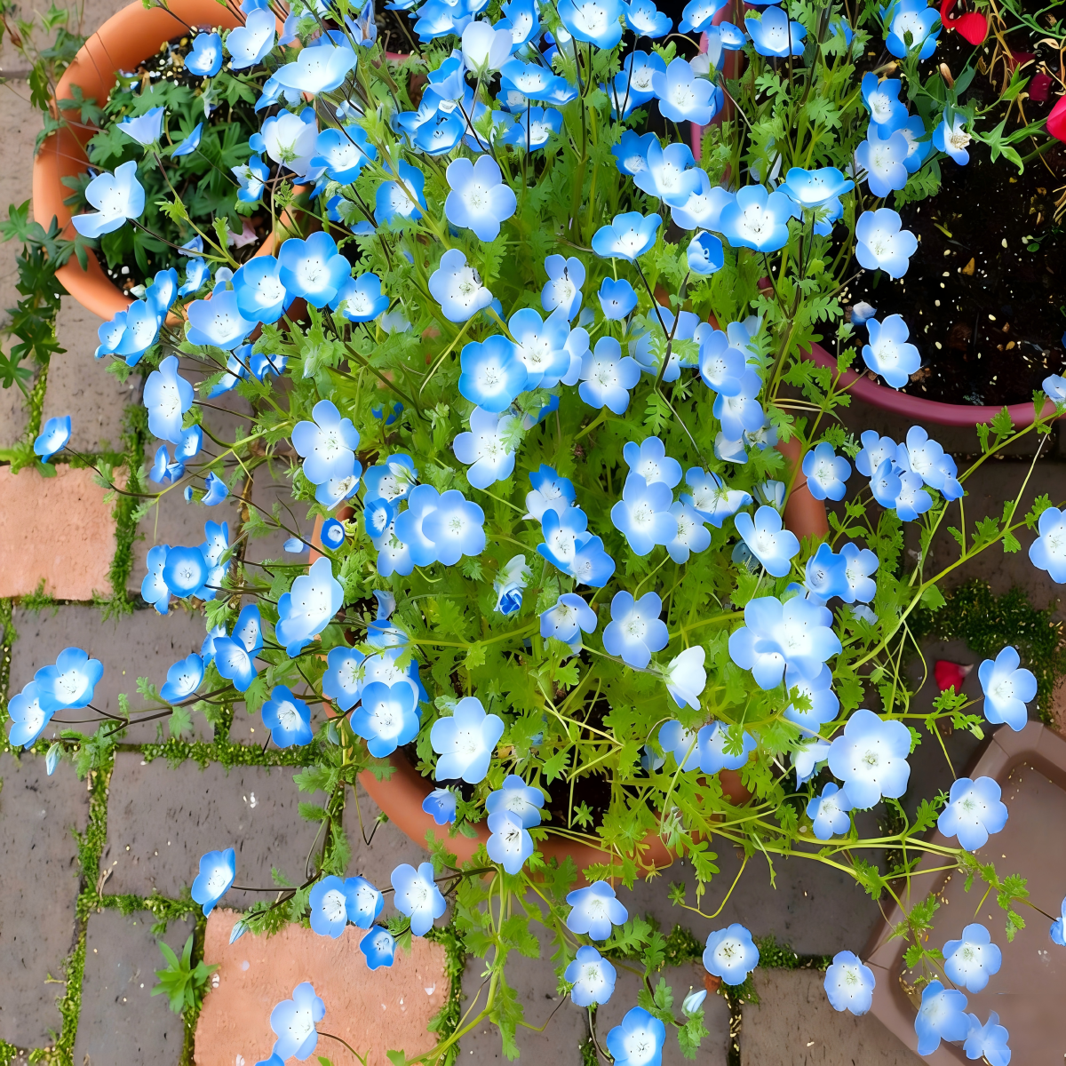 Baby Blue Eyes Seeds
