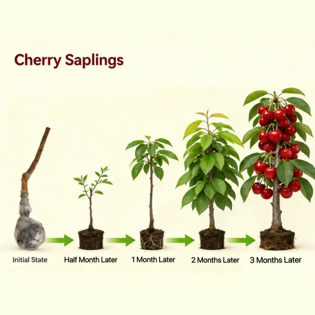 BIG SALE Cherry tree saplings / Cherry treeseedlings Plant Ideal for Gardens & Containers