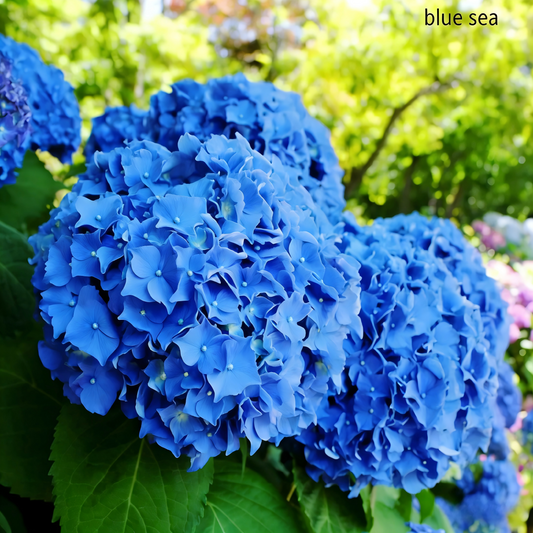 Hydrangea Seeds