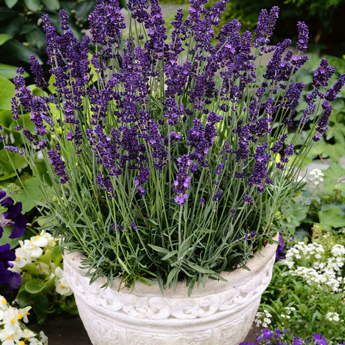 Lavender Seeds