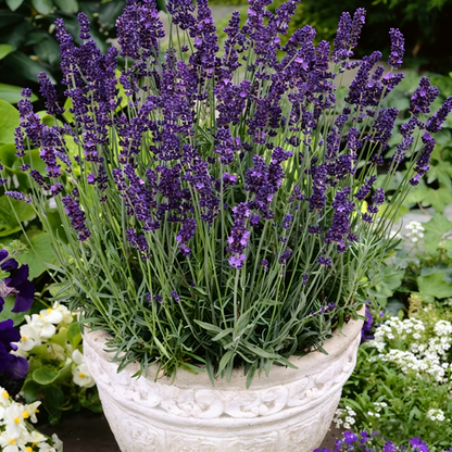 Lavender Seeds