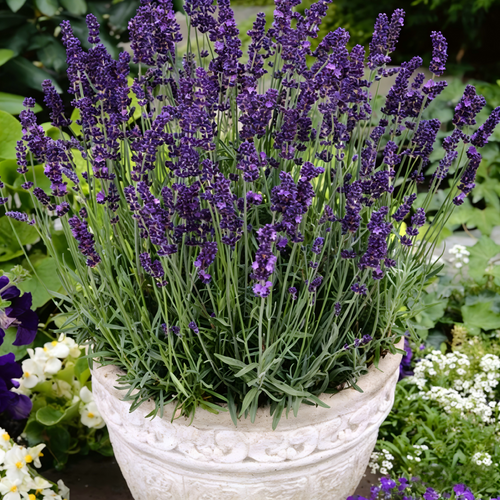 Lavender Seeds