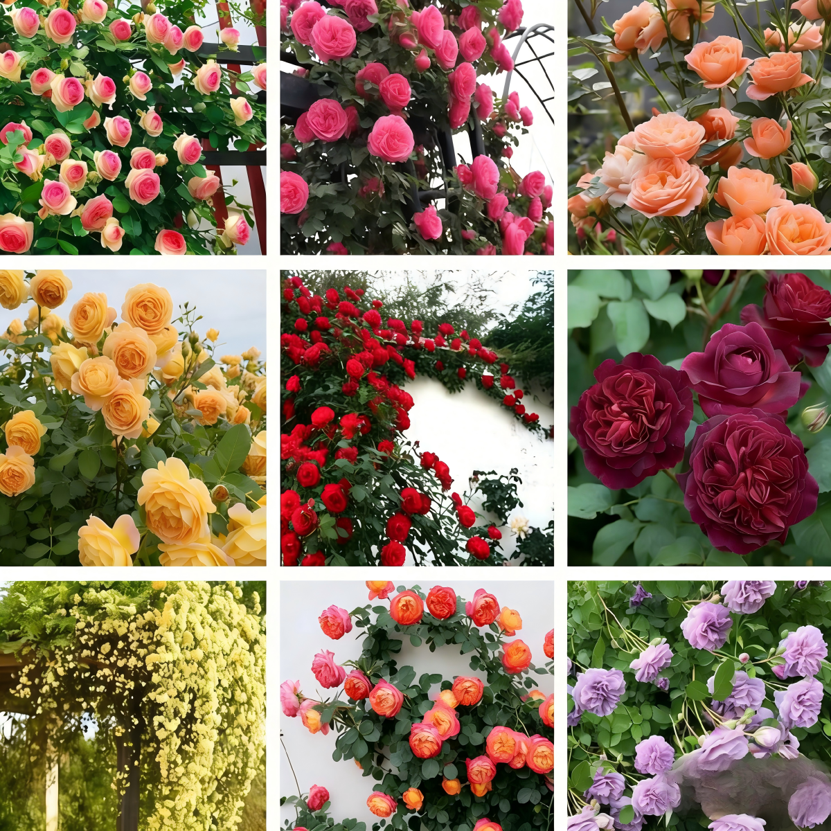Climbing Rose Seeds