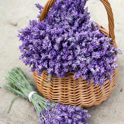 Lavender Seeds