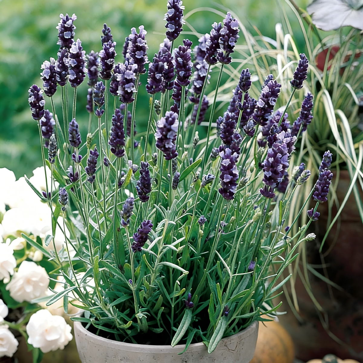 Lavender Seeds