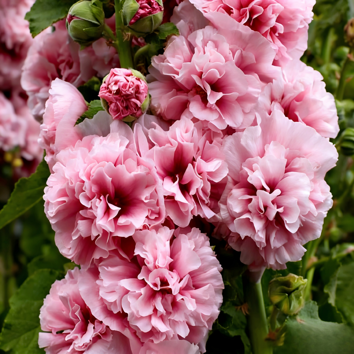 Double Hollyhock Seeds