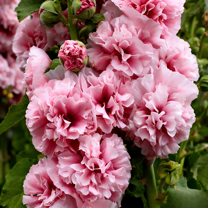 Double Hollyhock Seeds