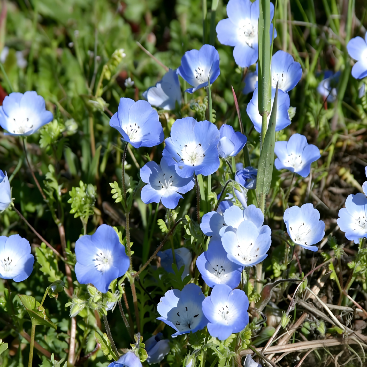 Baby Blue Eyes Seeds