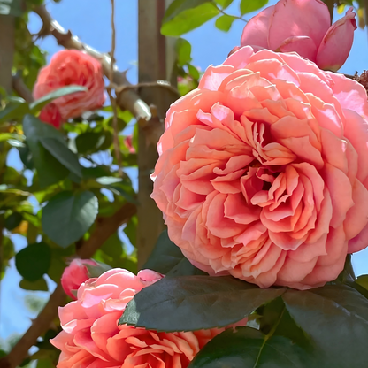 Climbing Rose Seeds