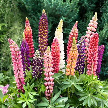 Lupine Seeds