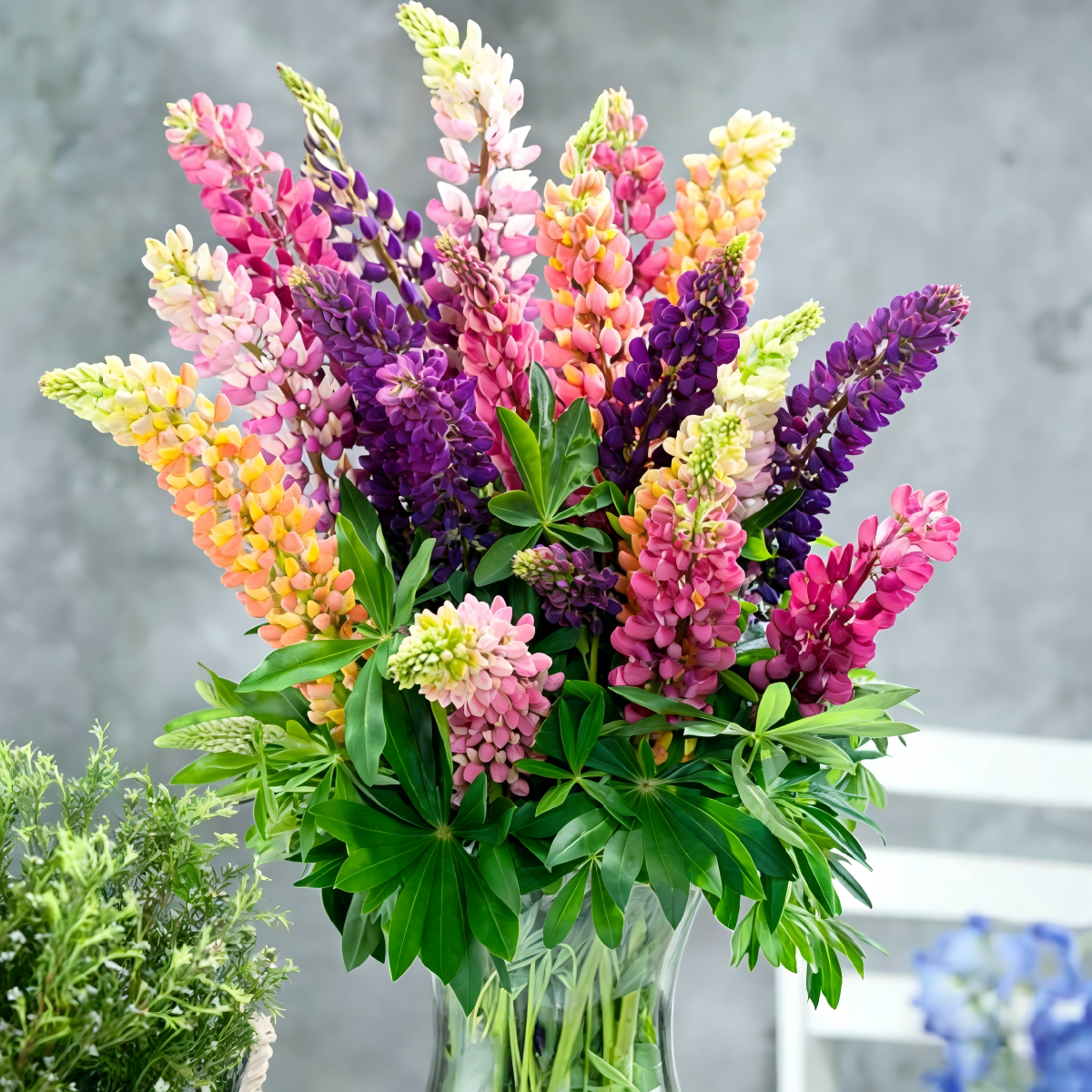 Lupine Seeds