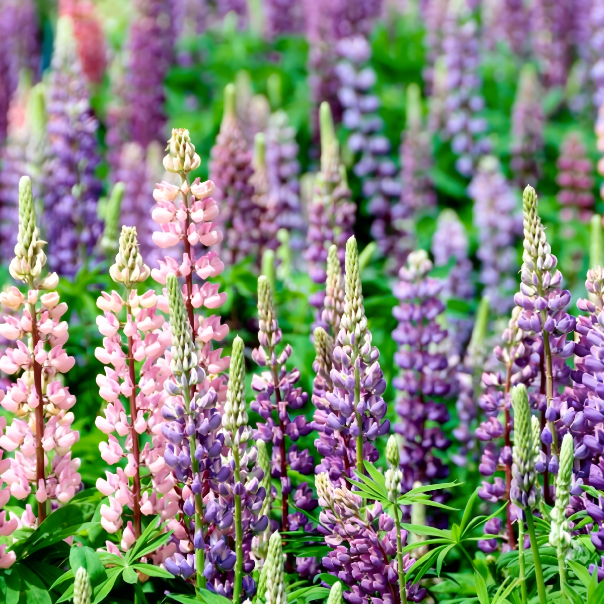 Lupine Seeds