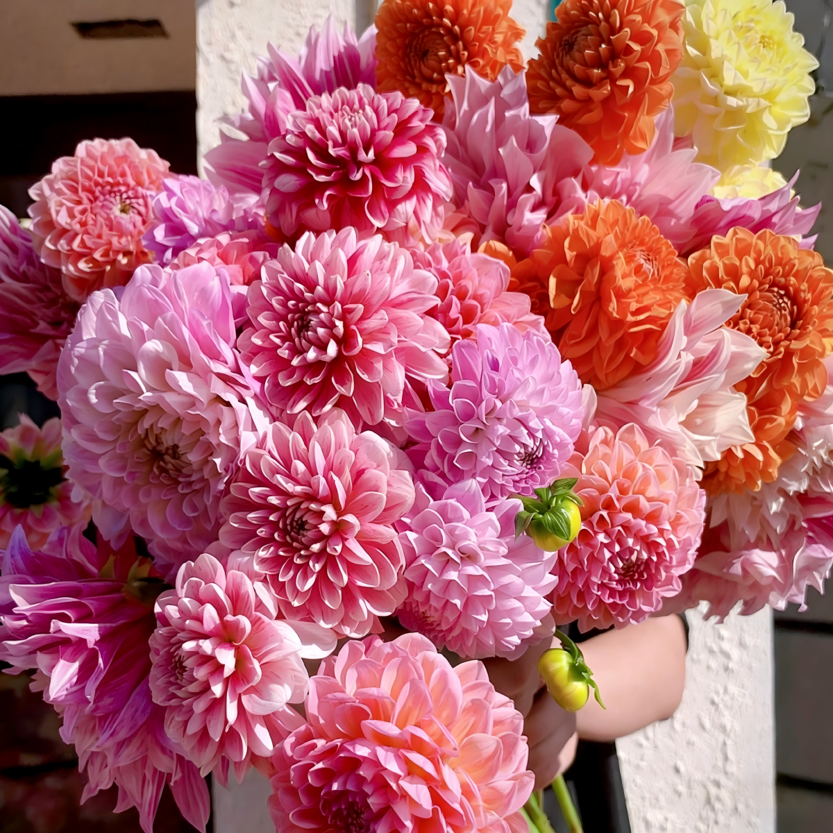 Dahlia Seeds