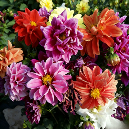 Dahlia Seeds