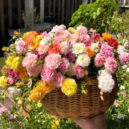 Moss Rose Seeds (Mix)