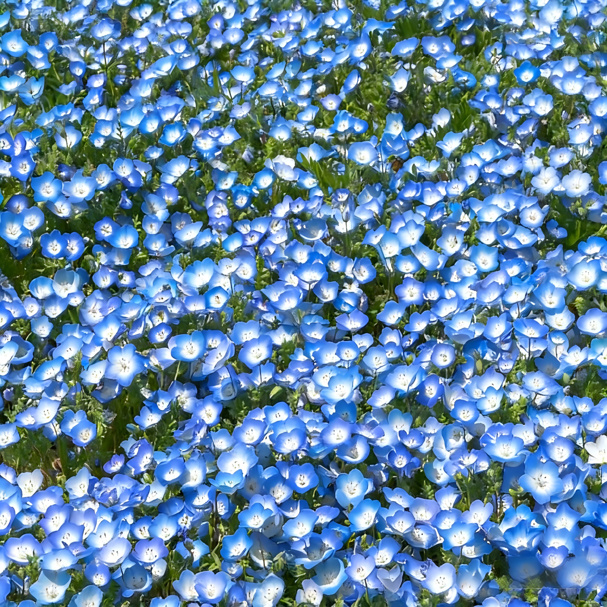 Baby Blue Eyes Seeds