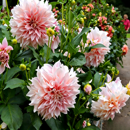 Dahlia Seeds