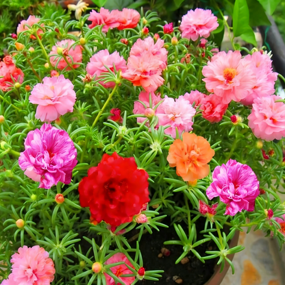 Moss Rose Seeds (Mix)