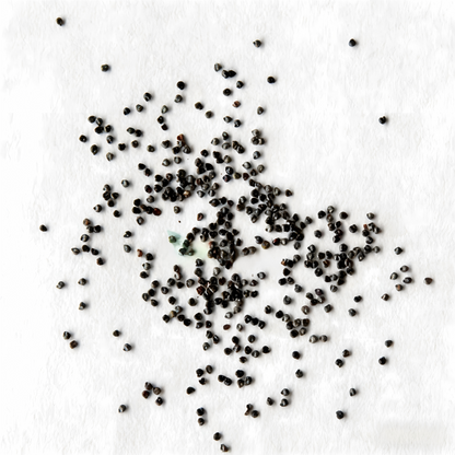 Moss Rose Seeds (Mix)