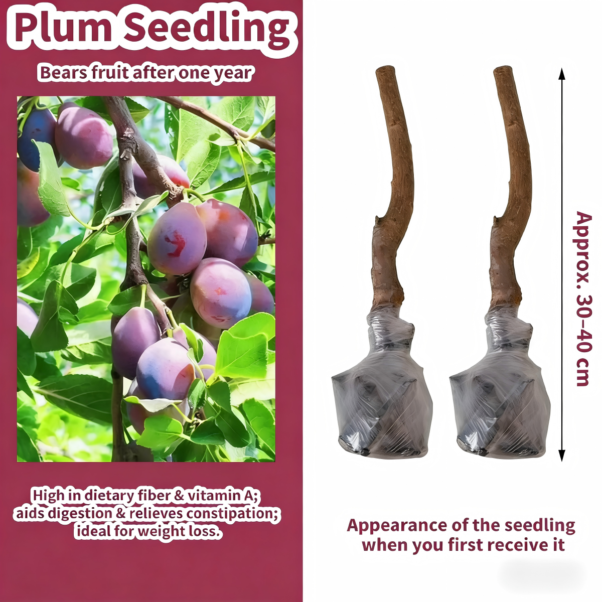 Heirloom Non-GMO Grafted Plum Tree Saplings