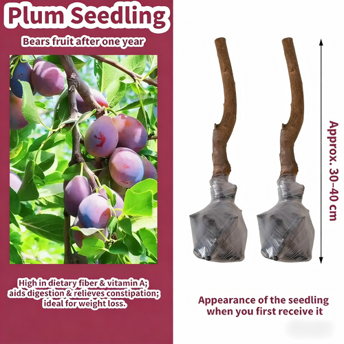 Heirloom Non-GMO Grafted Plum Tree Saplings