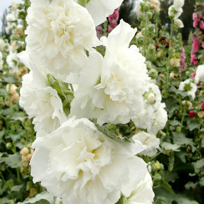 Double Hollyhock Seeds