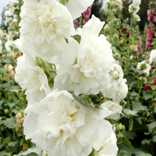 Double Hollyhock Seeds