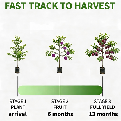 Heirloom Non-GMO Grafted Plum Tree Saplings
