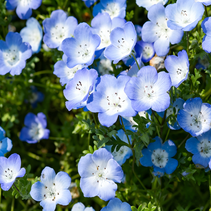 Baby Blue Eyes Seeds