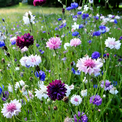 Premium Mixed Cornflower Seeds(Bachelor's Button) - Non-GMO