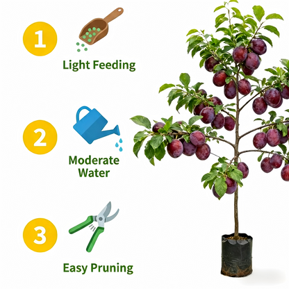 Heirloom Non-GMO Grafted Plum Tree Saplings