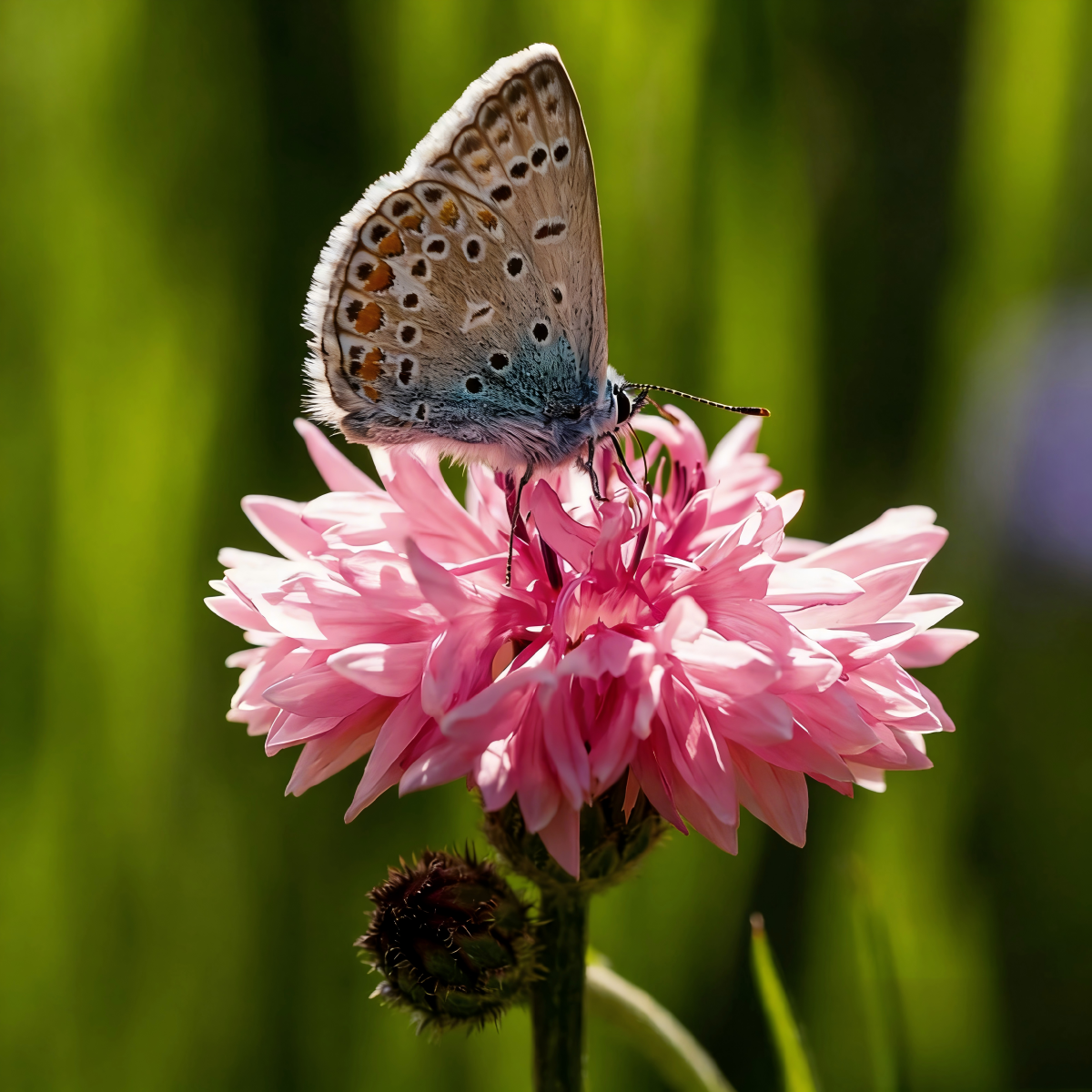 Premium Mixed Cornflower Seeds(Bachelor's Button) - Non-GMO