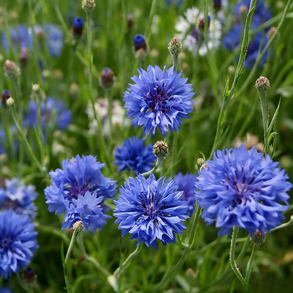 Premium Mixed Cornflower Seeds(Bachelor's Button) - Non-GMO