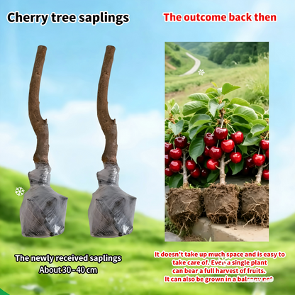 BIG SALE Cherry tree saplings / Cherry treeseedlings Plant Ideal for Gardens & Containers