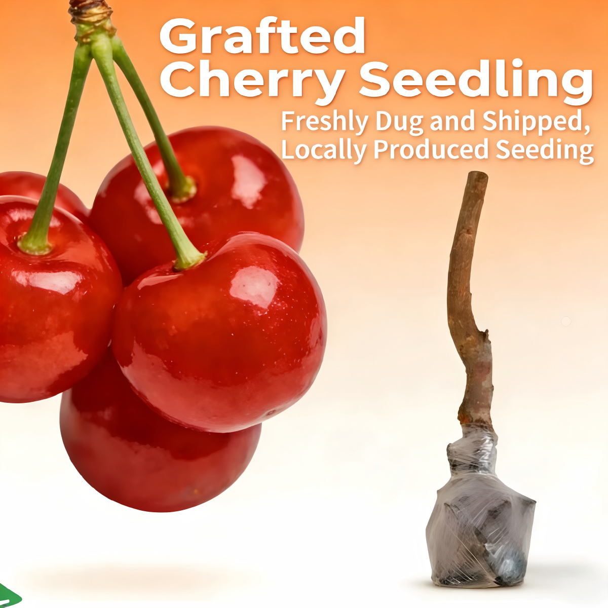 BIG SALE Cherry tree saplings / Cherry treeseedlings Plant Ideal for Gardens & Containers