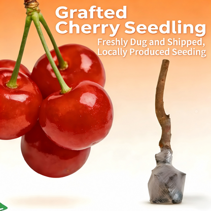 BIG SALE Cherry tree saplings / Cherry treeseedlings Plant Ideal for Gardens & Containers