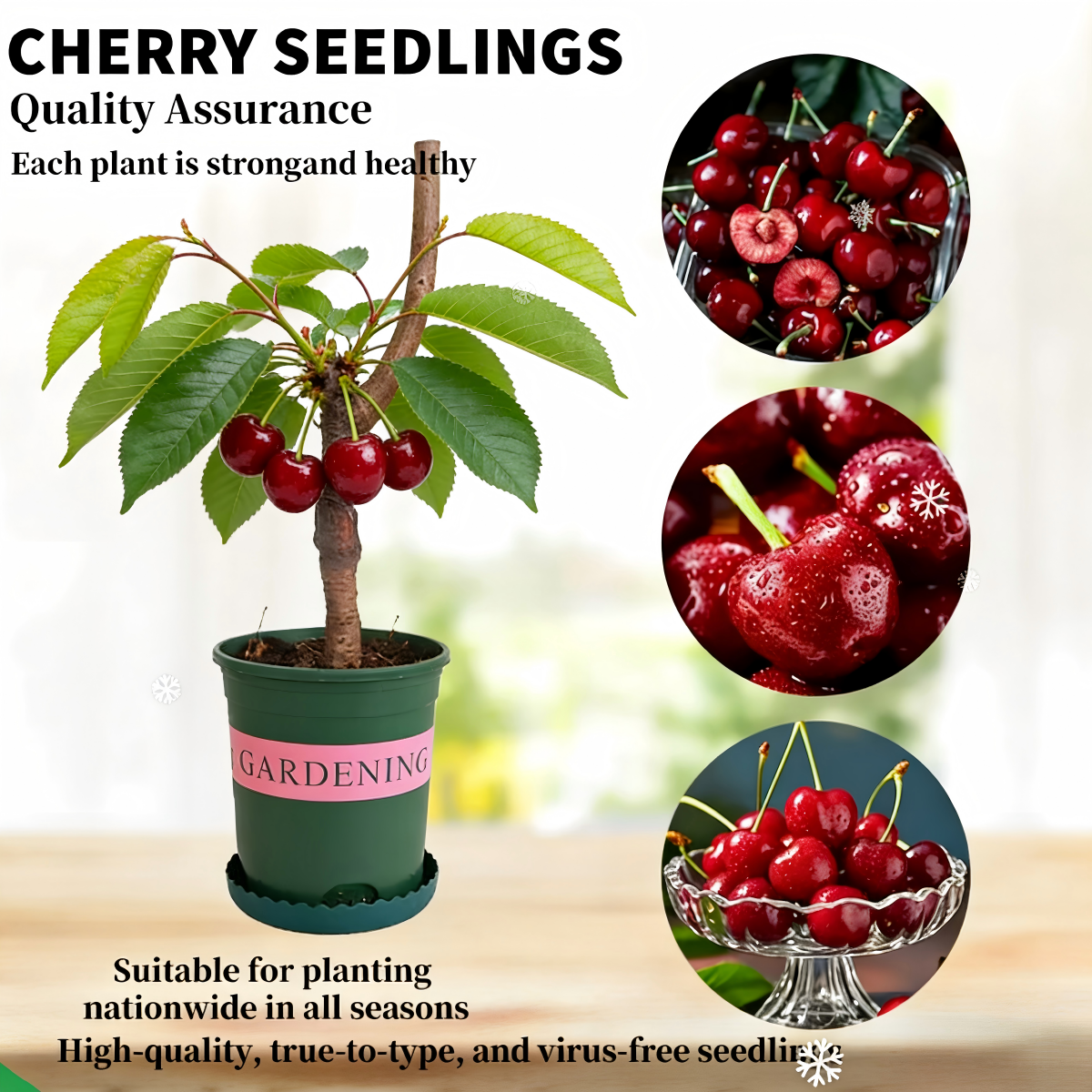 BIG SALE Cherry tree saplings / Cherry treeseedlings Plant Ideal for Gardens & Containers