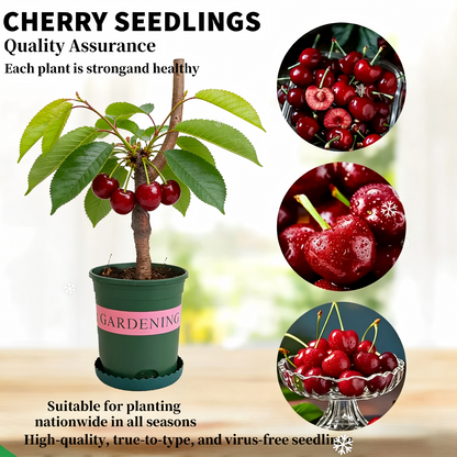 BIG SALE Cherry tree saplings / Cherry treeseedlings Plant Ideal for Gardens & Containers